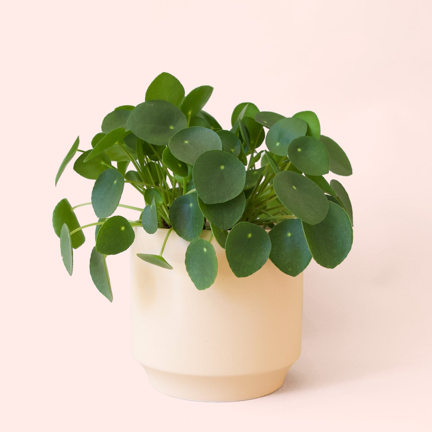 Pilea | Peperomioide