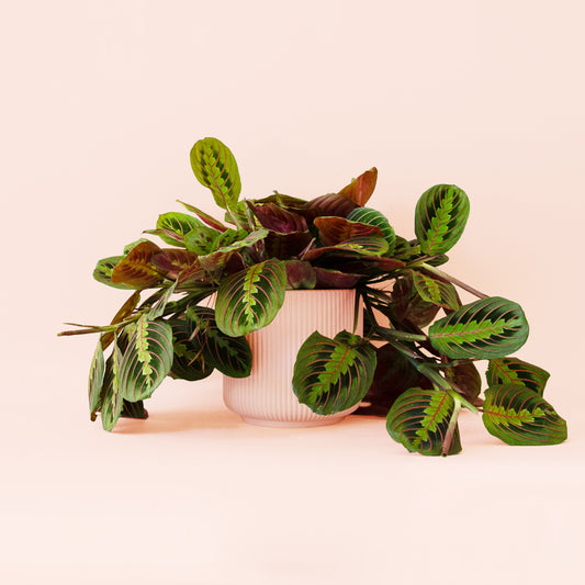 Maranta | Red