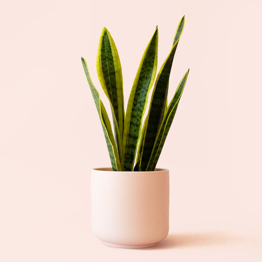 Sansevieria | Laurentii