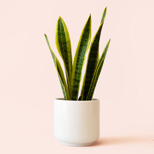 Sansevieria | Laurentii