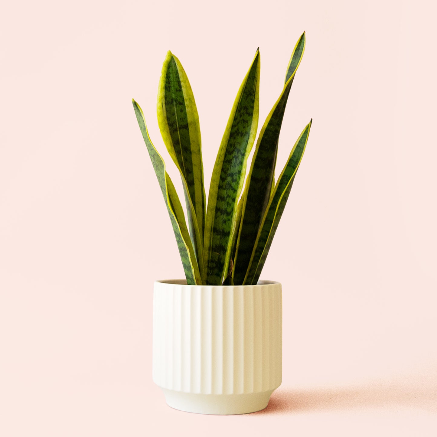 Sansevieria | Laurentii