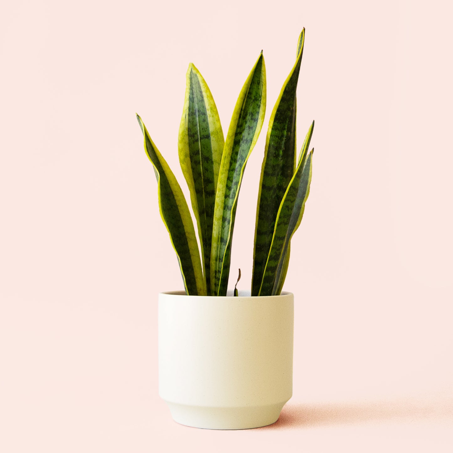 Sansevieria | Laurentii