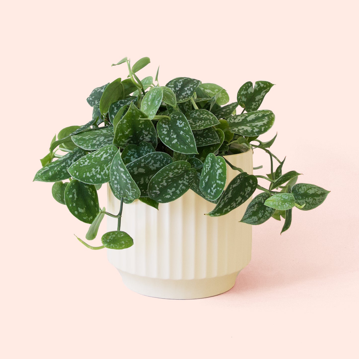 Pictus | Silver Splash