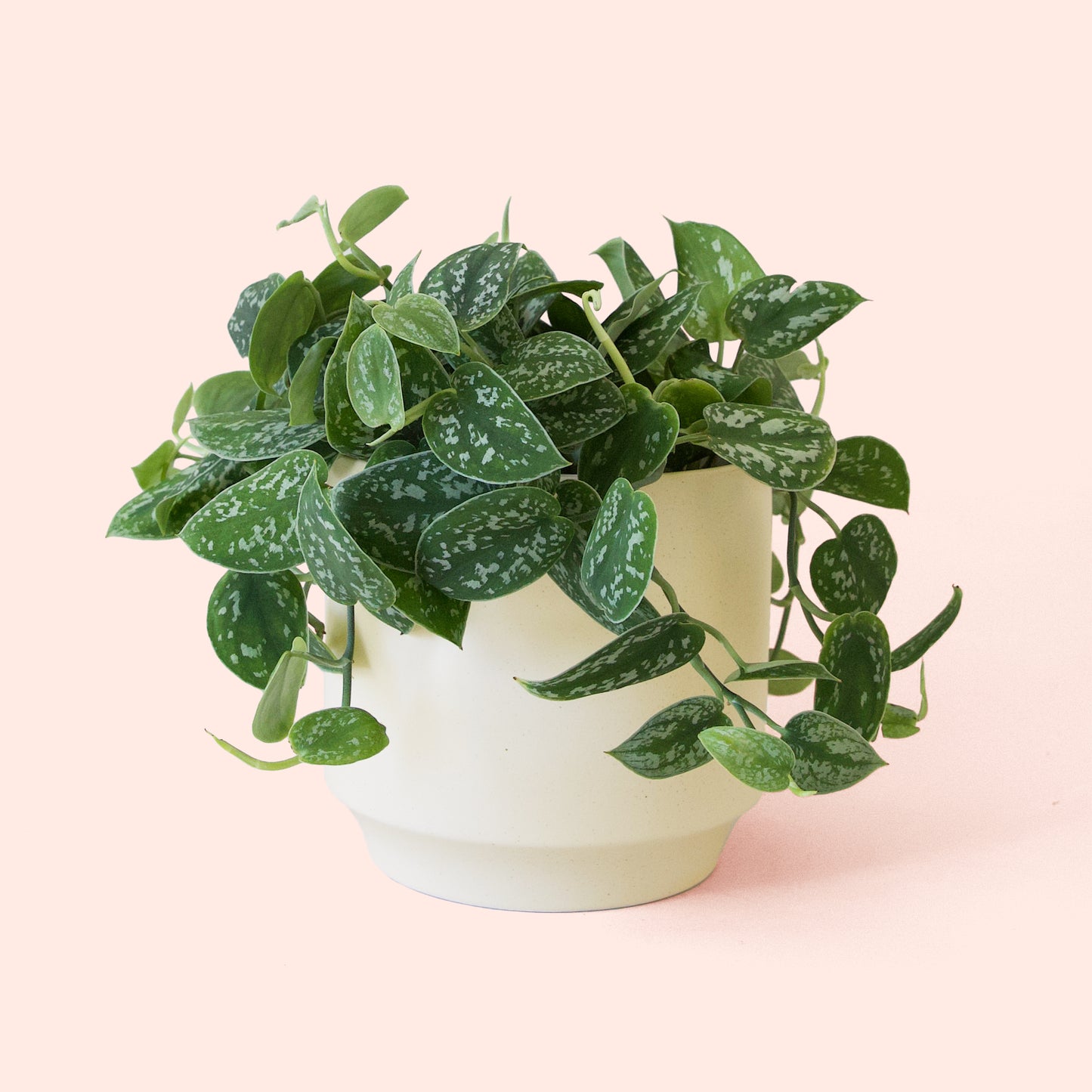 Pictus | Silver Splash