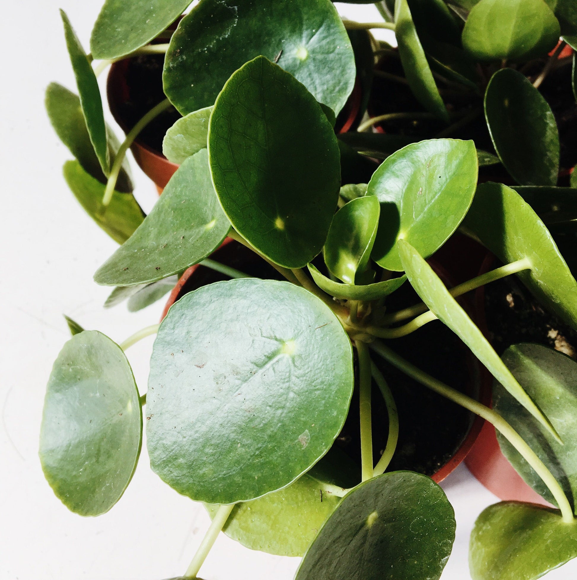 a close up of a green pilea peperomioide. The leaves are dark green circles with a small yellow dot in the top middle.