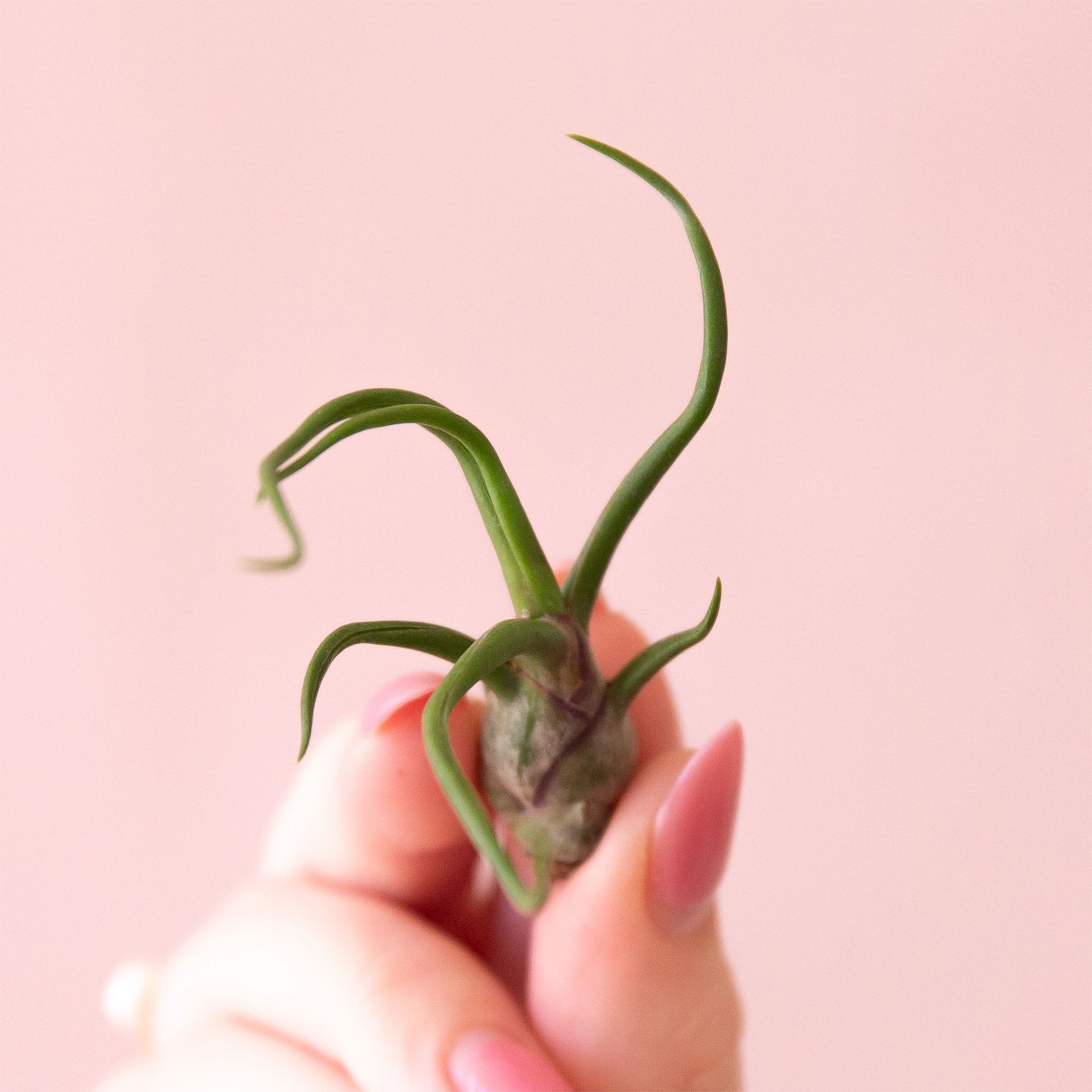 Tillandsia Bulbosa Belize - Buy Air Plants