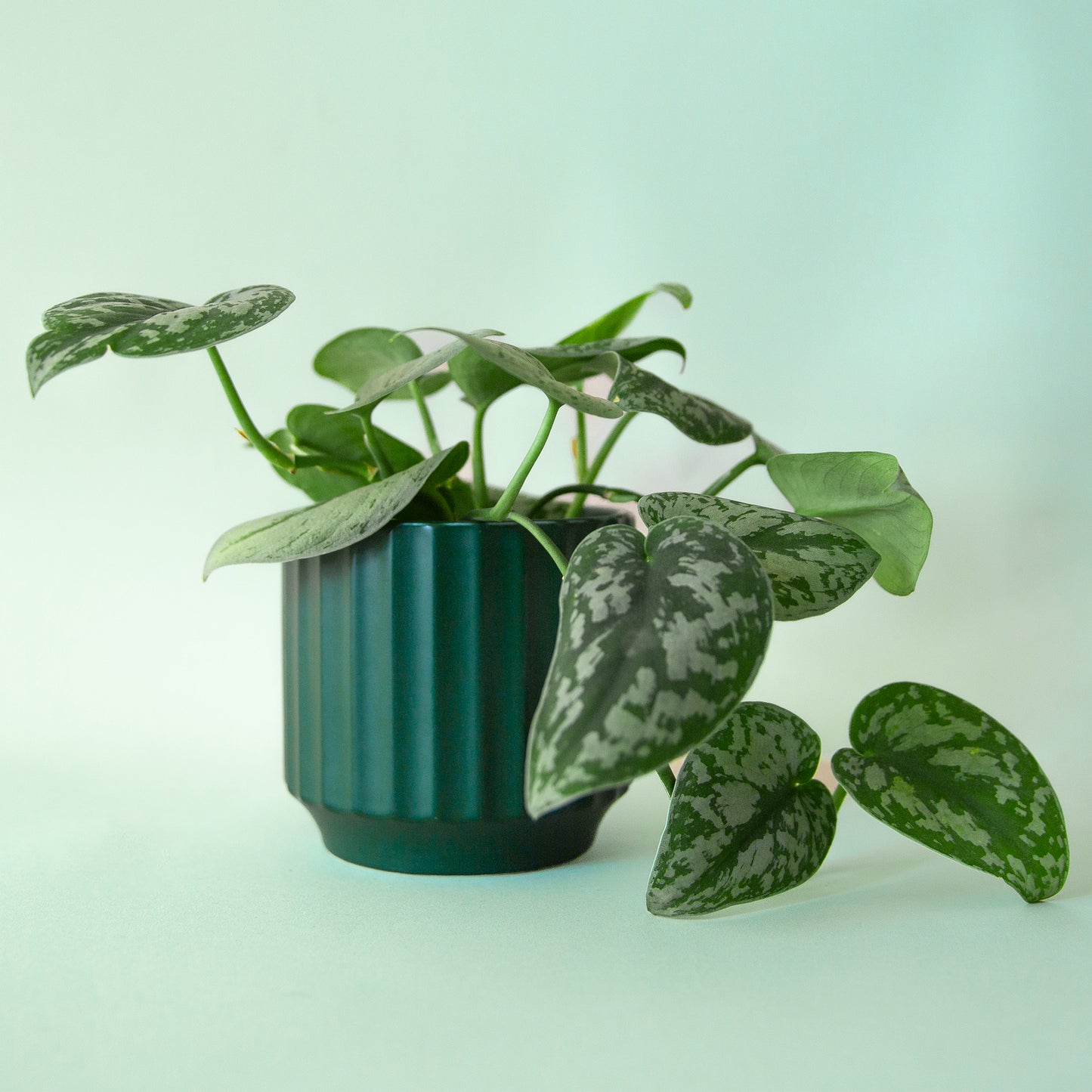 Monroe Planter | Rainforest