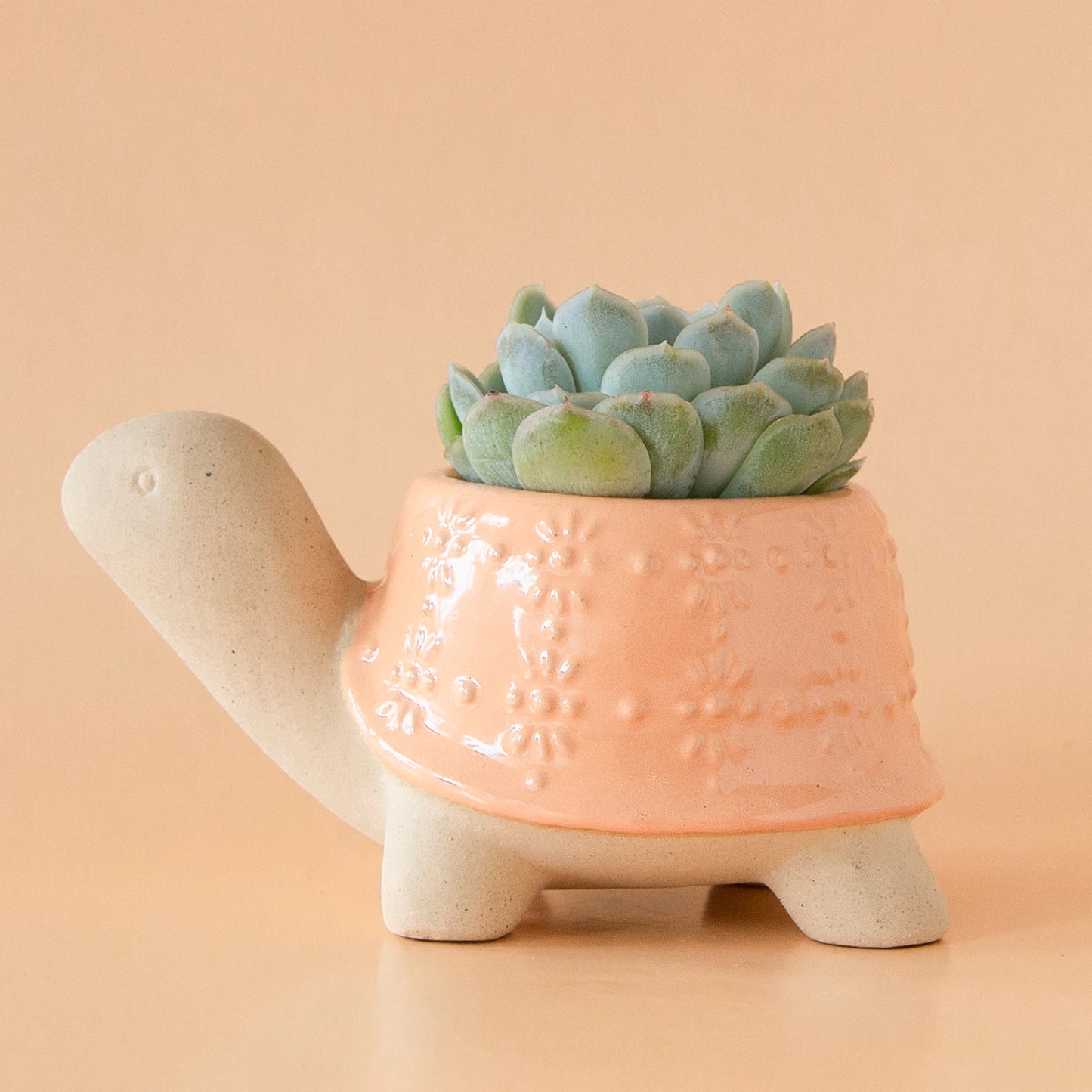 On a light peachy background is a ceramic planter in the shape of a turtle with a light orange "shell" that has a subtle floral texture on it. Here is is photographed with a succulent planted inside which is sold separately.
