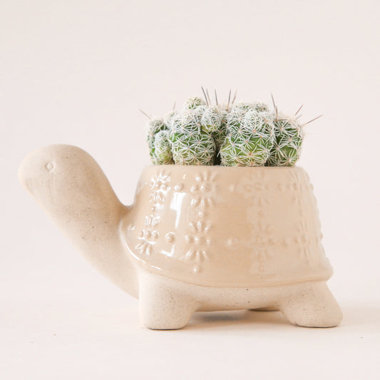On a white background is a ceramic planter in the shape of a turtle with a light tan "shell" with a subtle floral print and filled in this photo with various cacti not included with purchase.