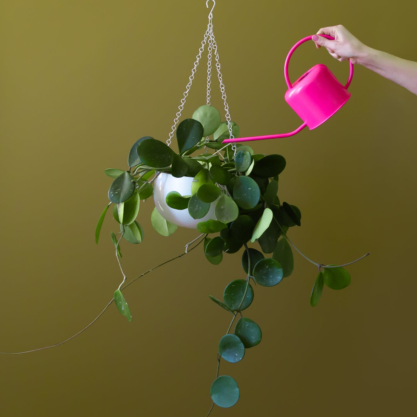 Round white hanging planter, with a metal chain hanger is shown against an olive green backdrop. There is a hand holding a hot pink metal watering can which is watering the plant inside the white hanging planter.