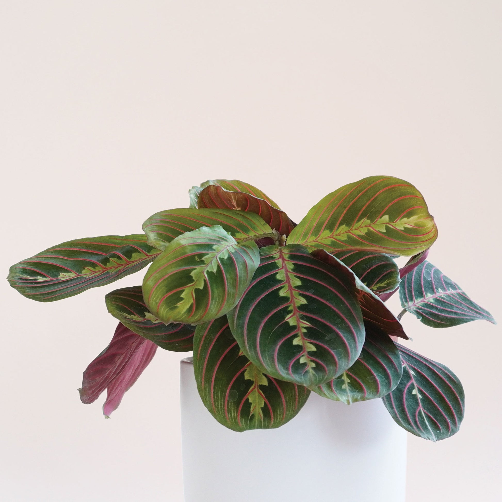 a maranta prayer plant featuring dark green leaves with red veining and a red underside.