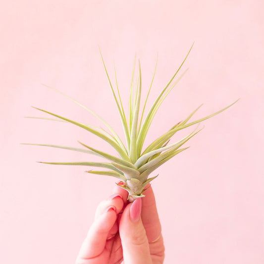 On a pink background is a green Tillandsia Espinosea with its green pointed leaves.