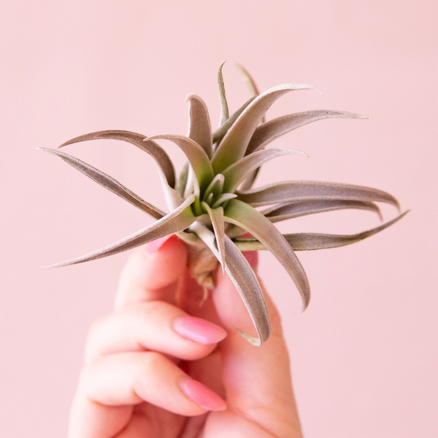 Tillandsia | Harrisii