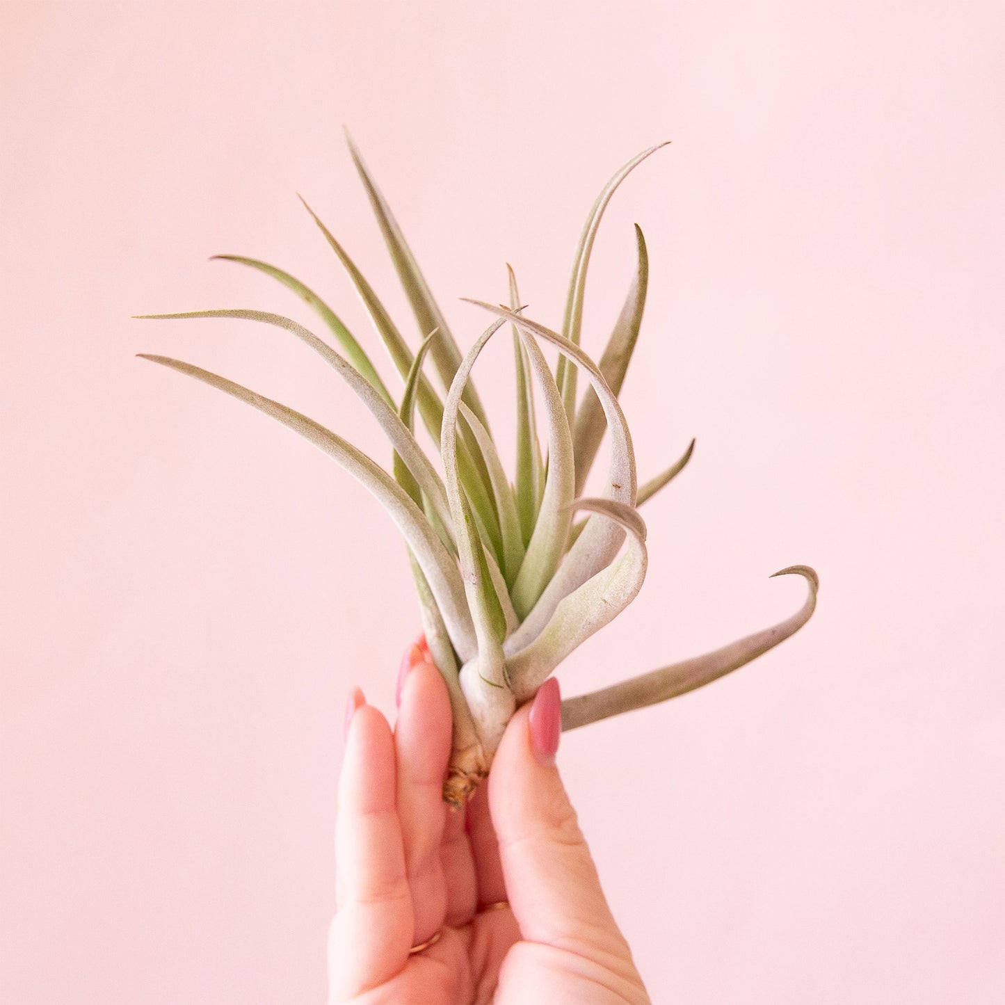 Tillandsia | Harrisii