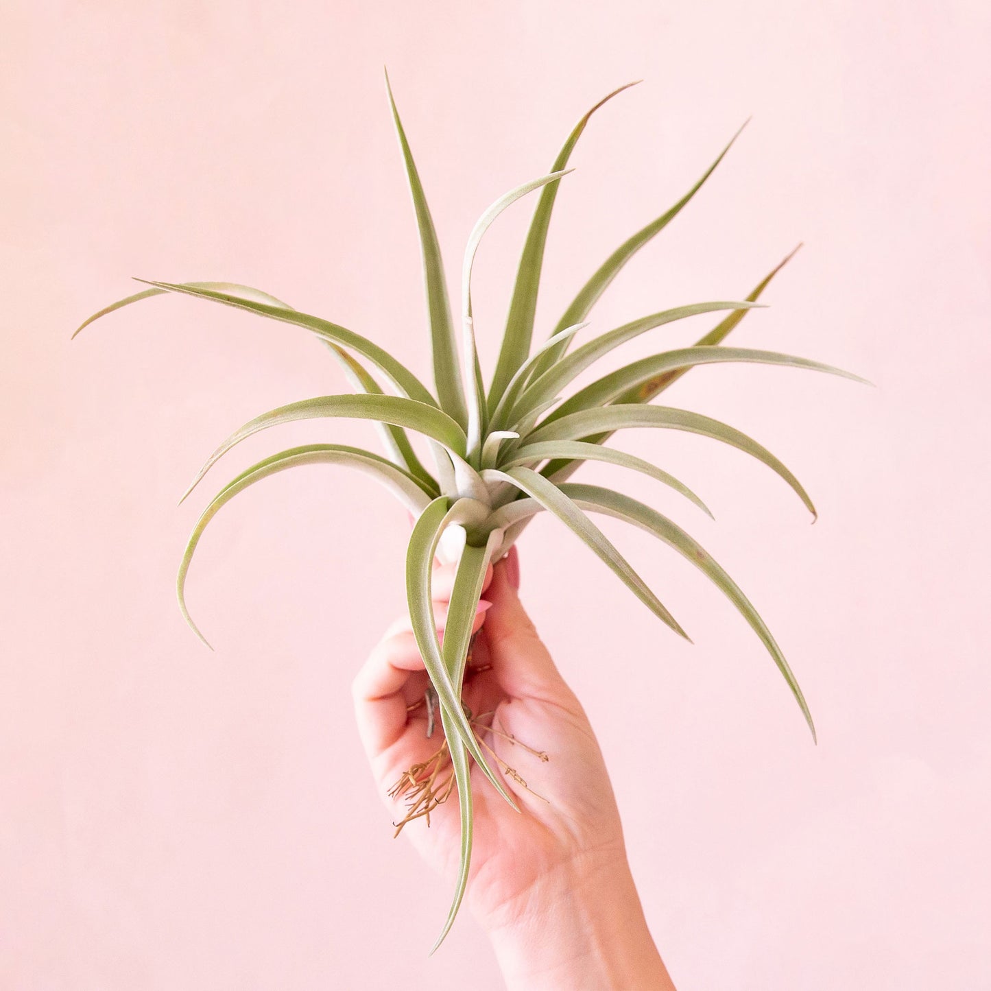 Tillandsia | Harrisii