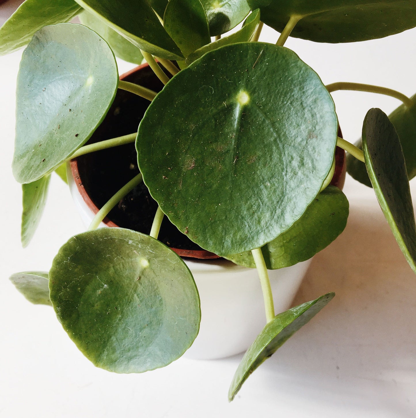 a close up of a green pilea peperomioide. The leaves are dark green circles with a small yellow dot in the top middle.