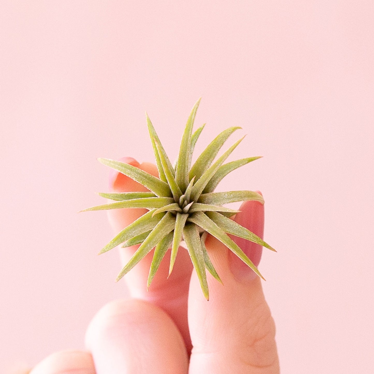 On a light pink background is a light green and orangey Tillandsia Ionantha Rubra air plant.