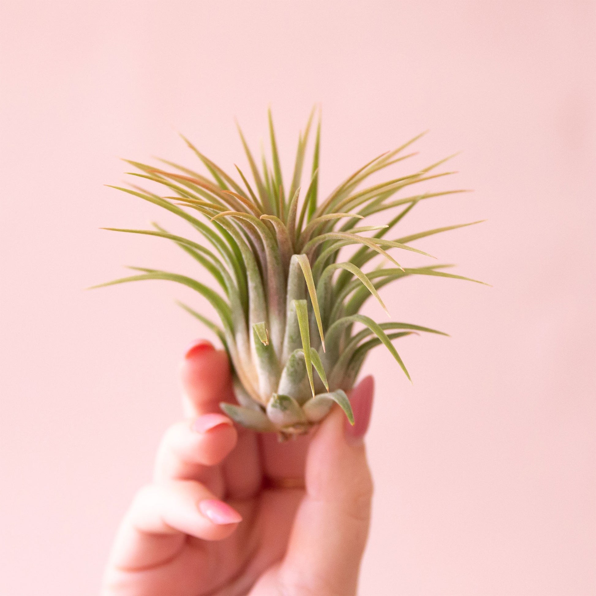 On a light pink background is a light green and orangey Tillandsia Ionantha Rubra air plant.