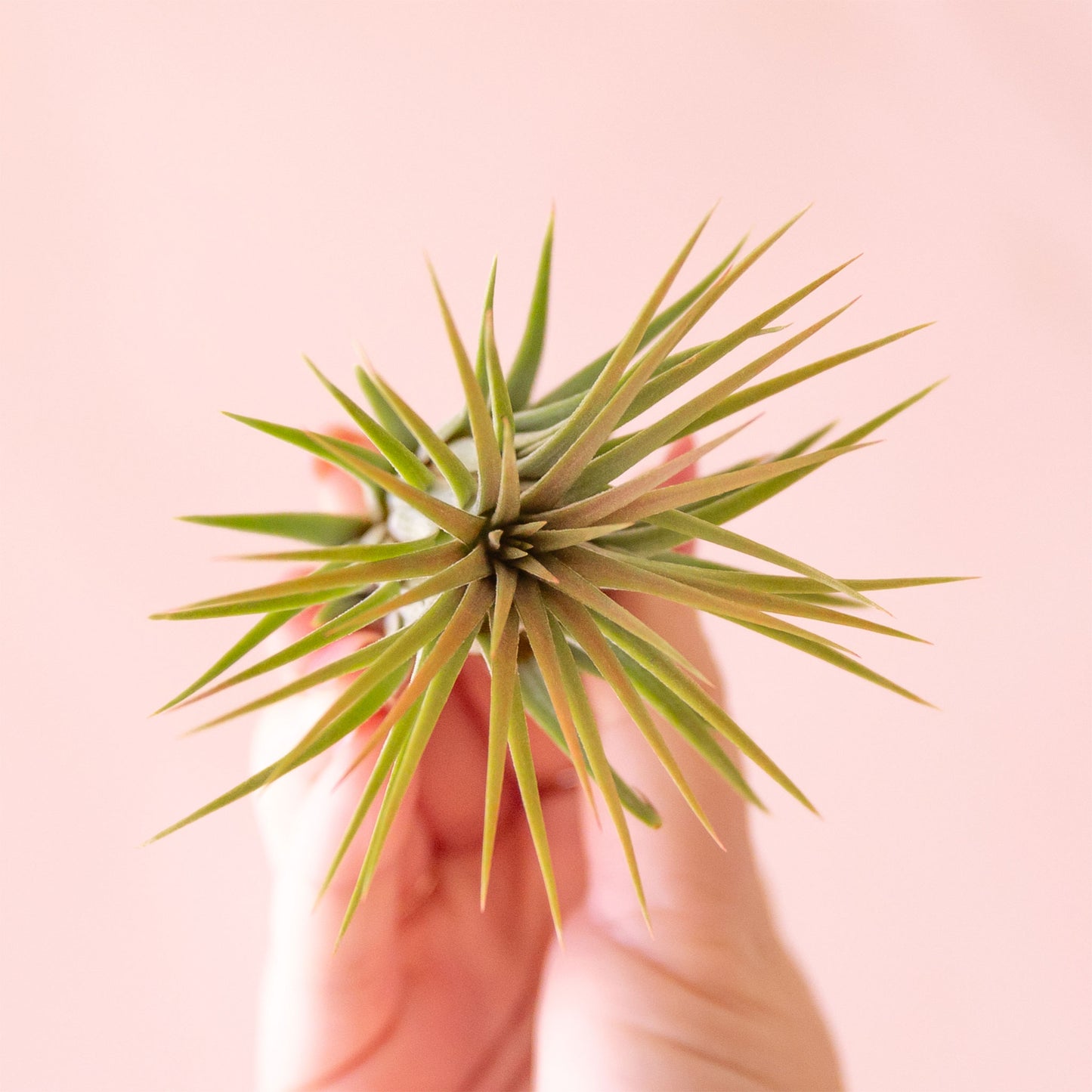 On a light pink background is a light green and orangey Tillandsia Ionantha Rubra air plant.