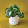 White Fluted Pot