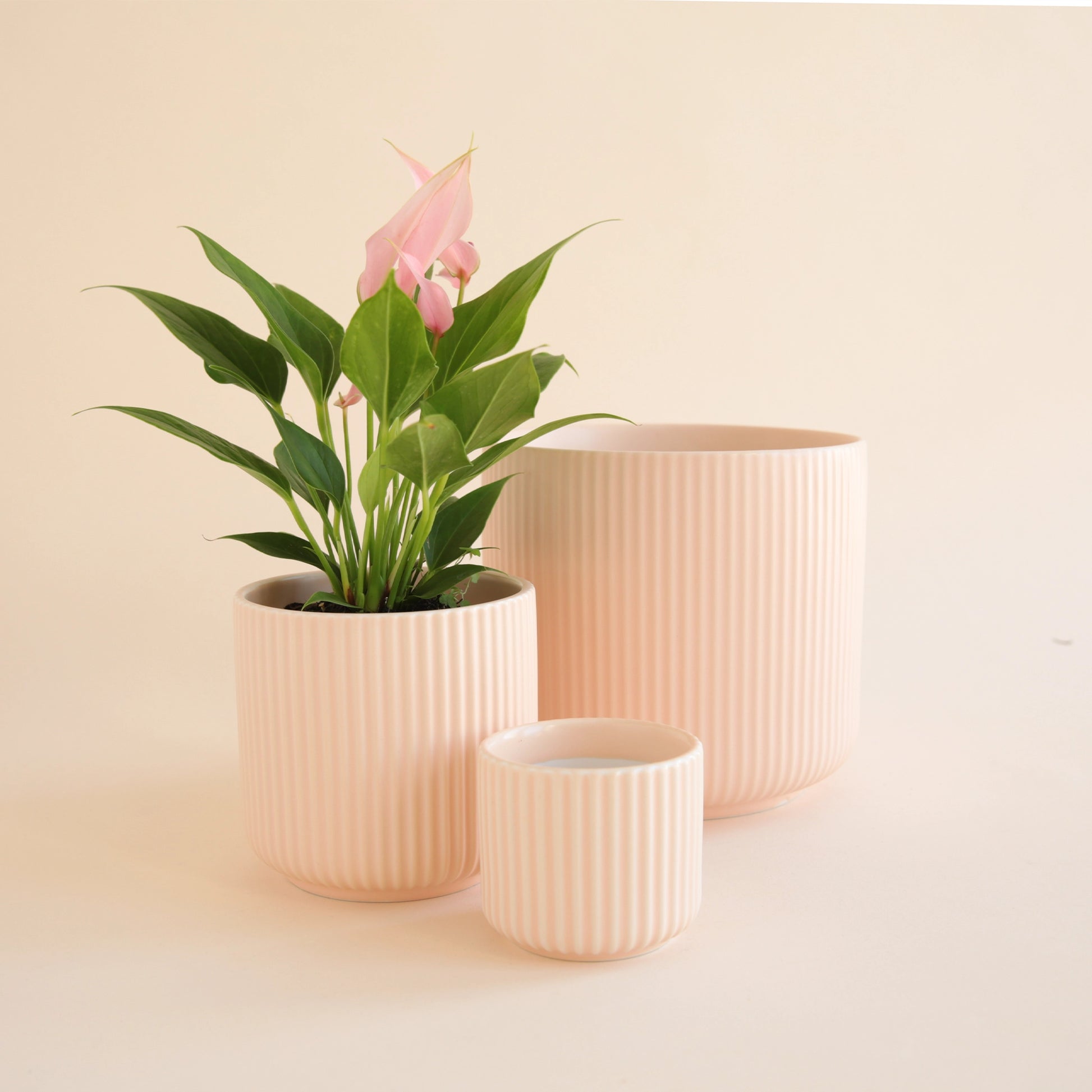  On an ivory background is three different sized pink ceramic planters with fluting and a rounded base.