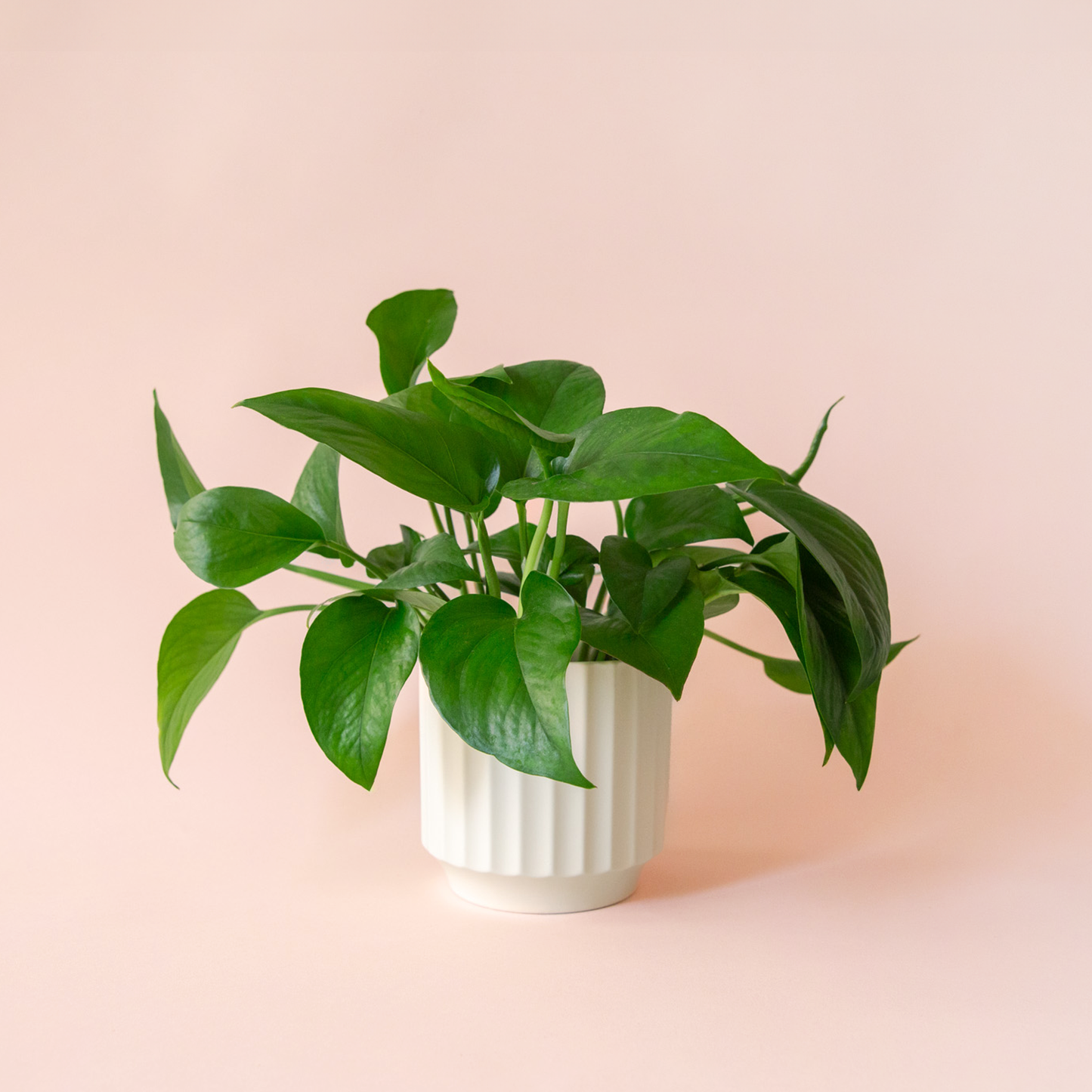 Pothos | Green