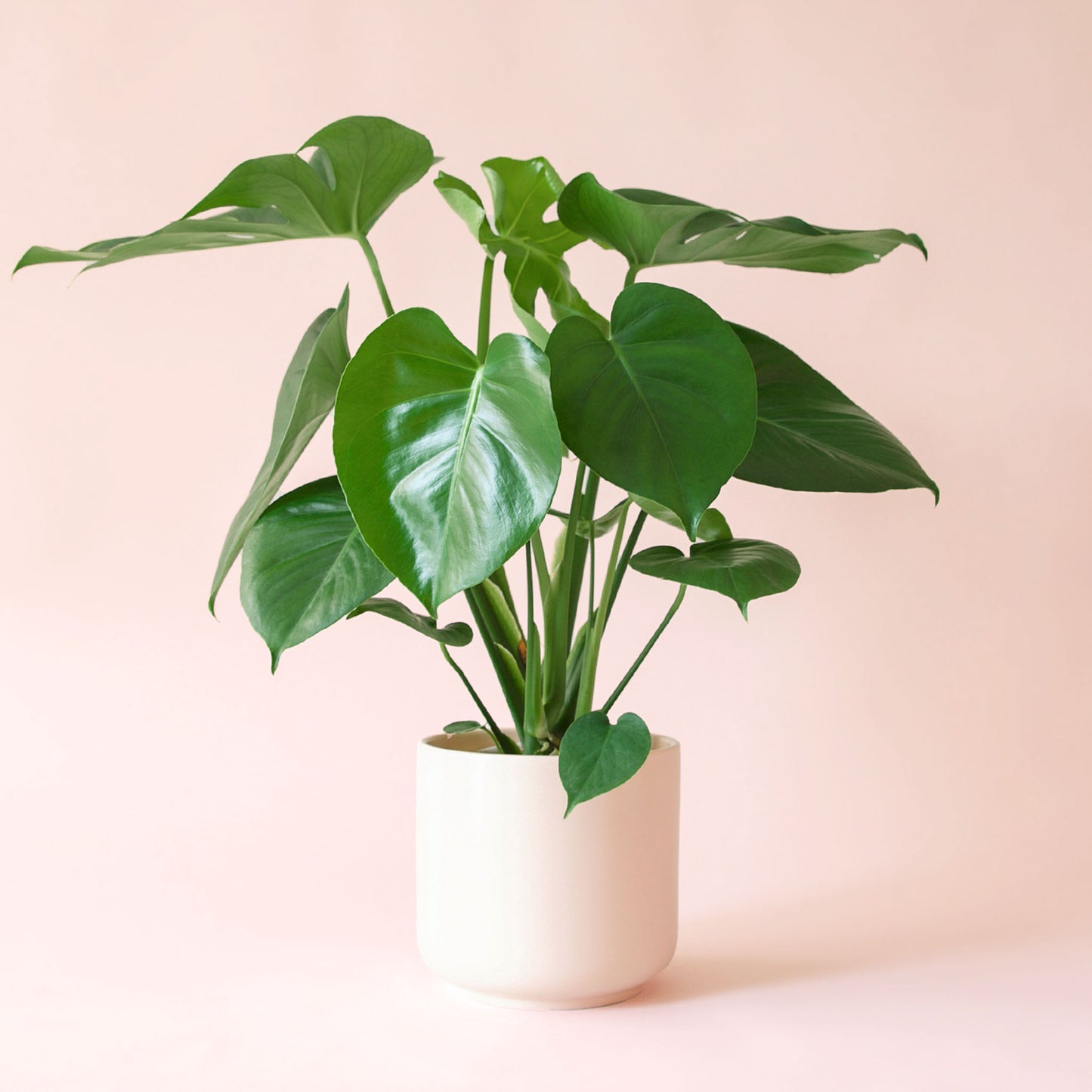 Monstera | Deliciosa