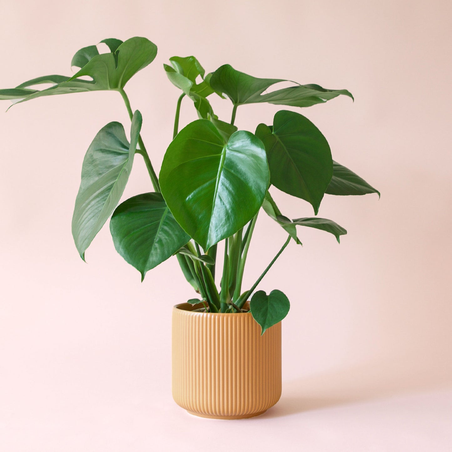 Monstera | Deliciosa