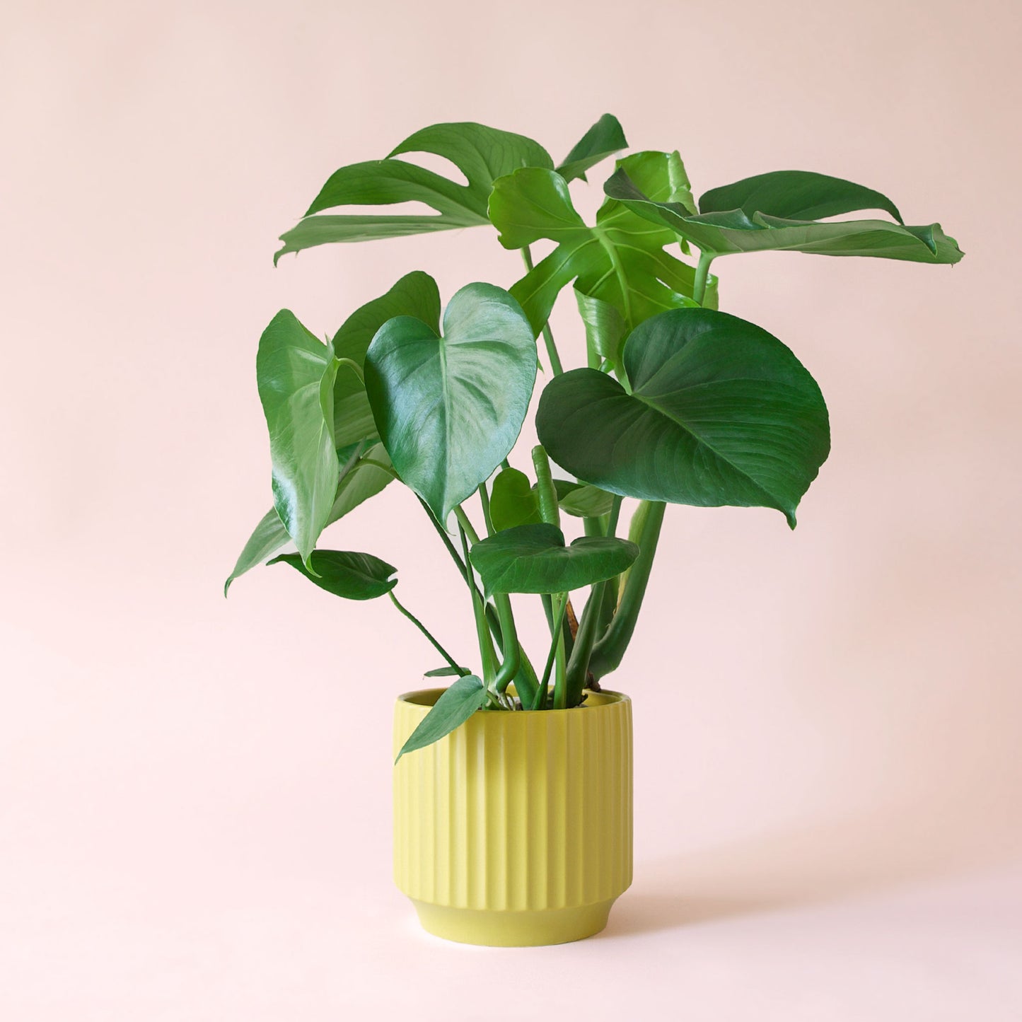 Monstera | Deliciosa