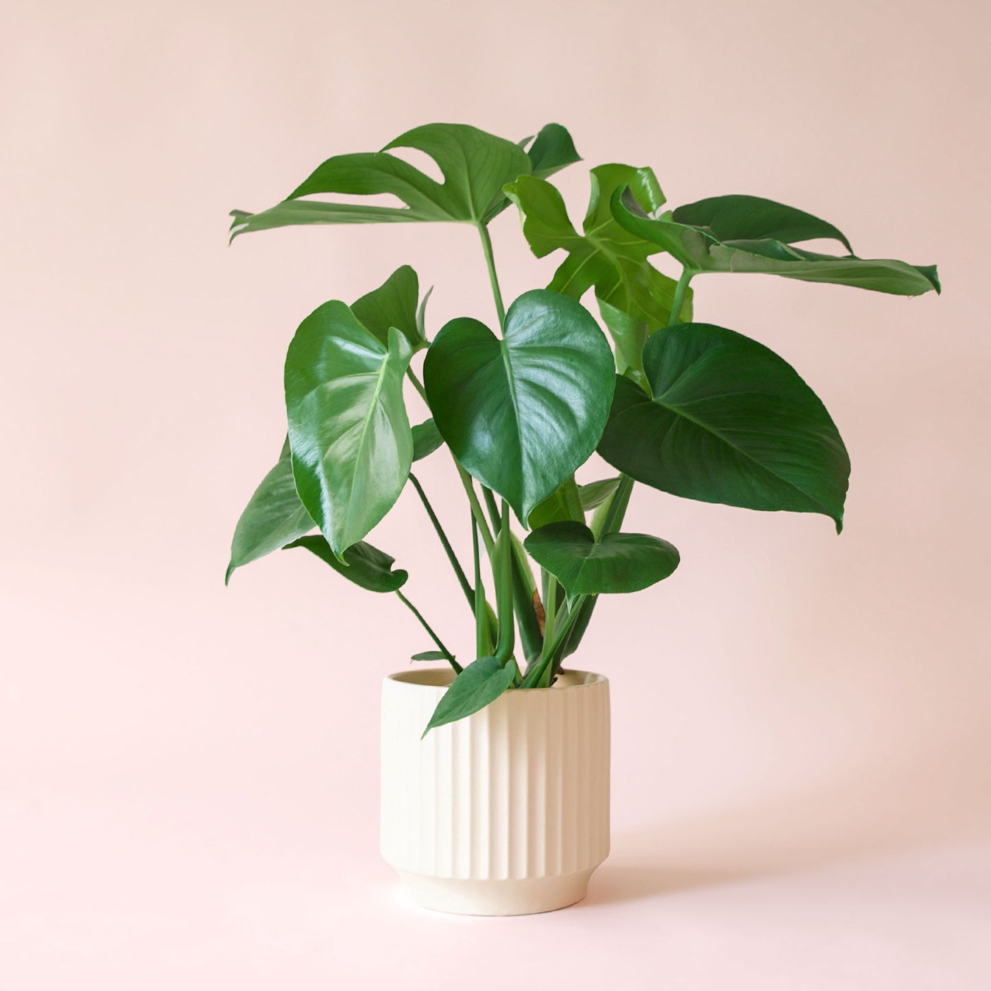 Monstera | Deliciosa