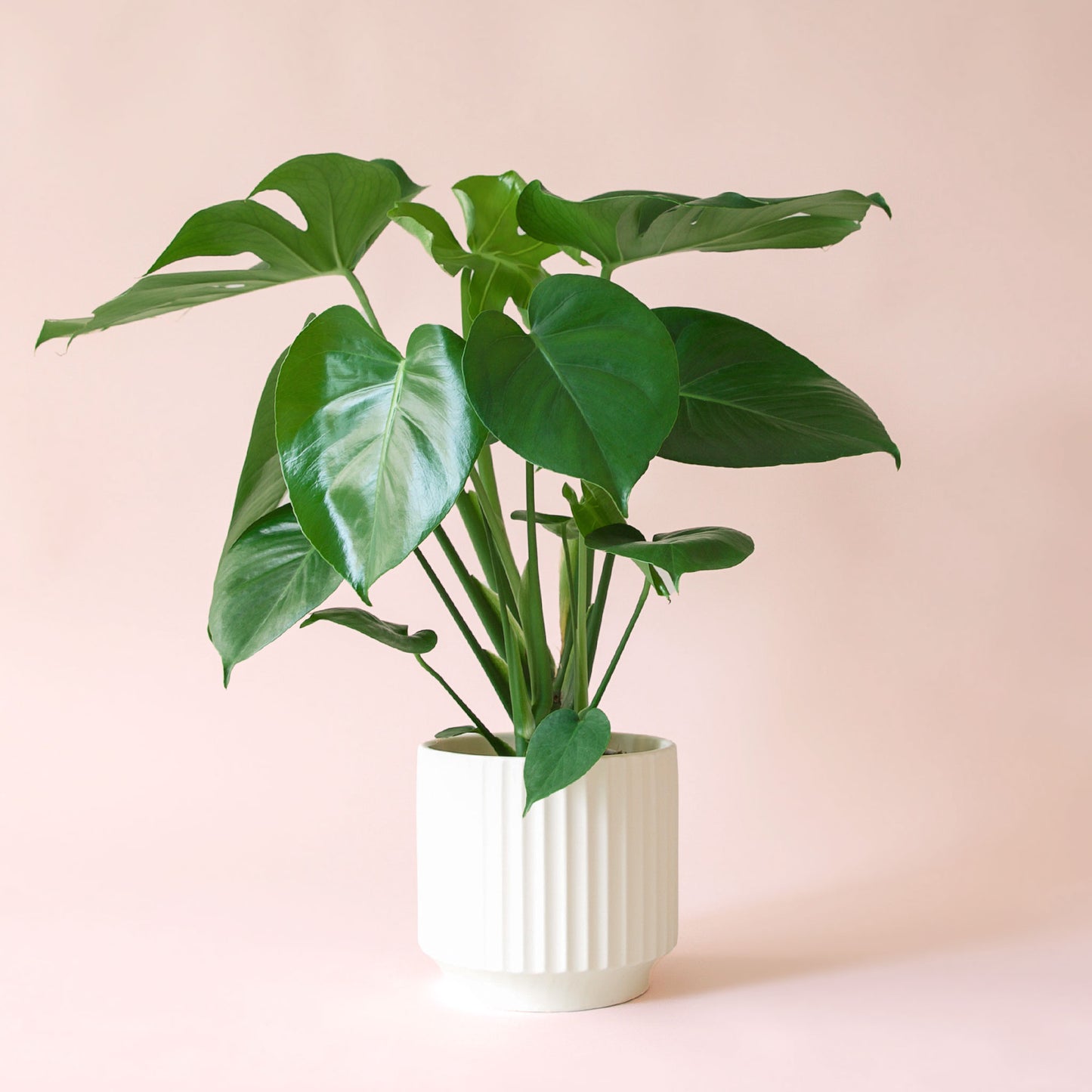 Monstera | Deliciosa