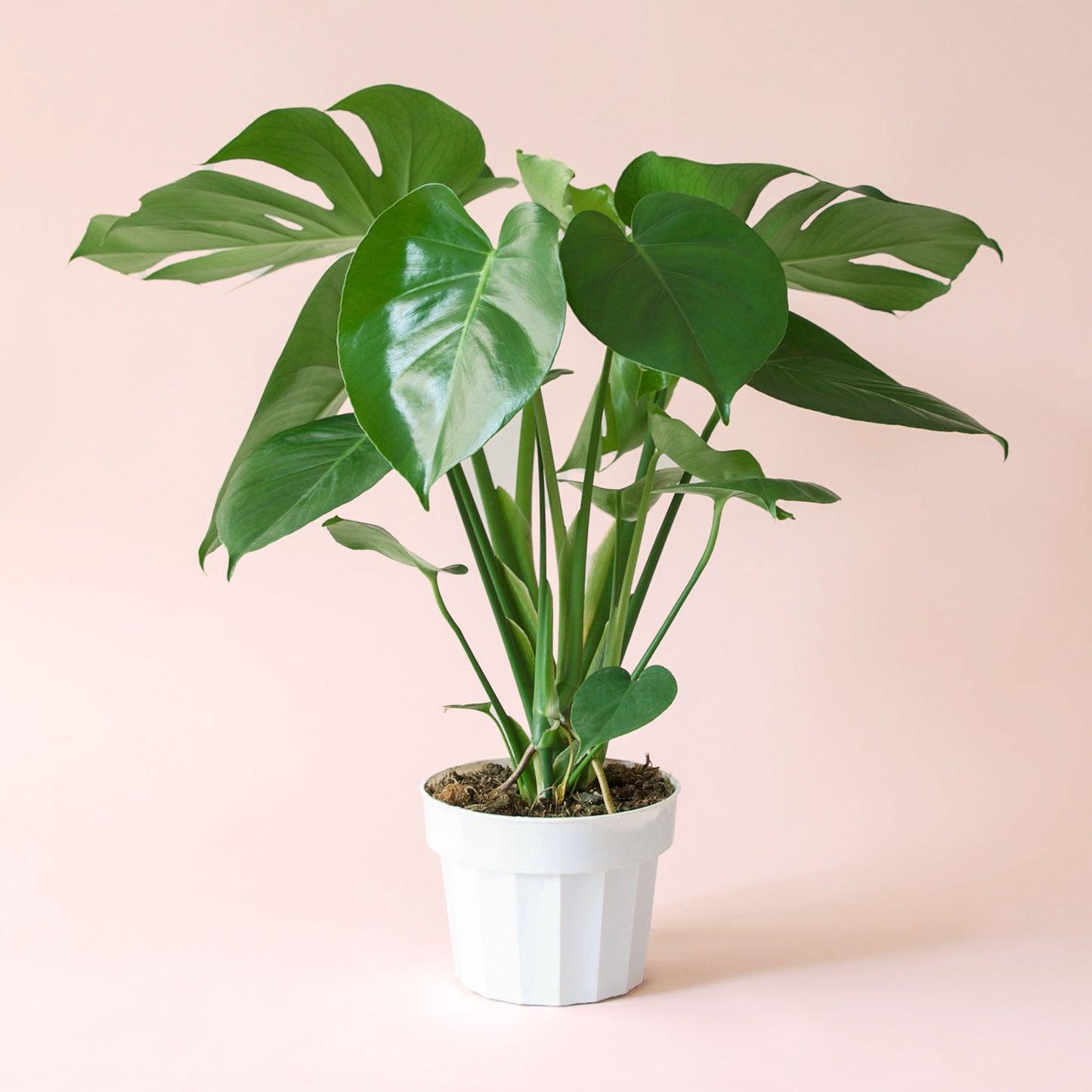 Monstera | Deliciosa