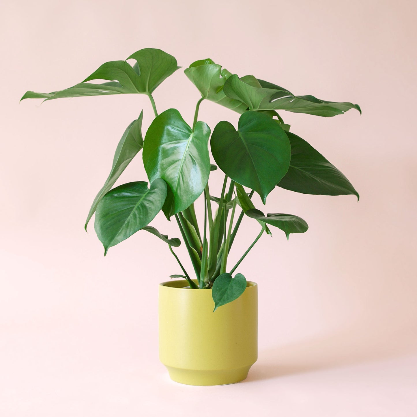 Monstera | Deliciosa