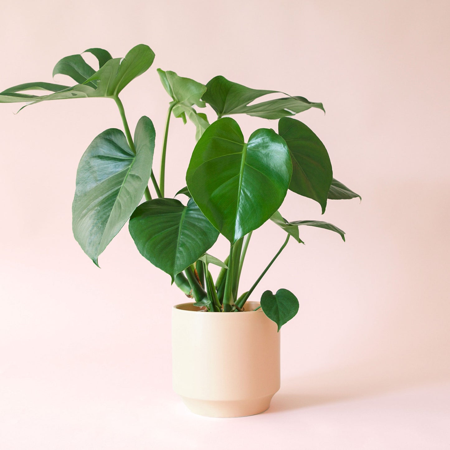 Monstera | Deliciosa