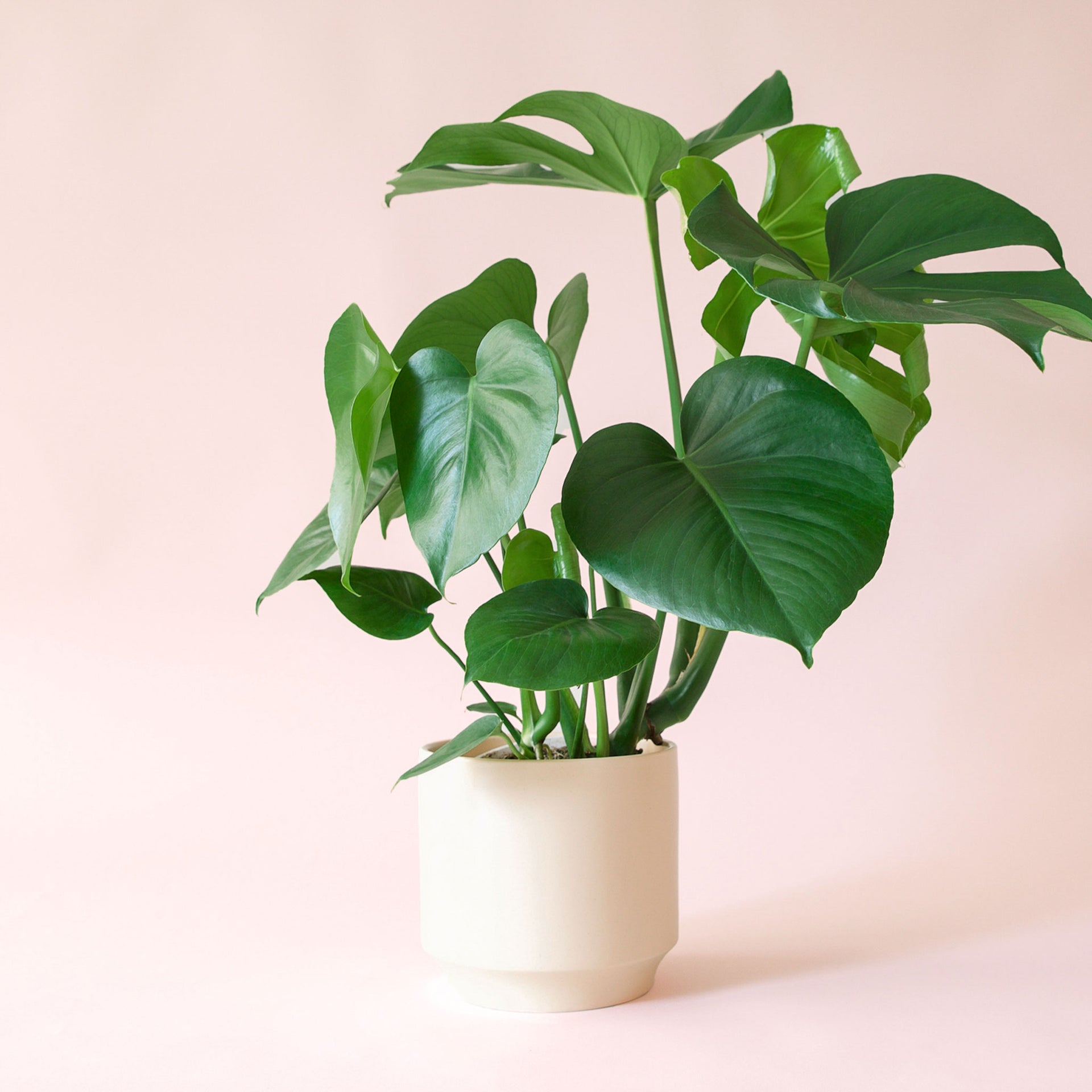 Monstera
