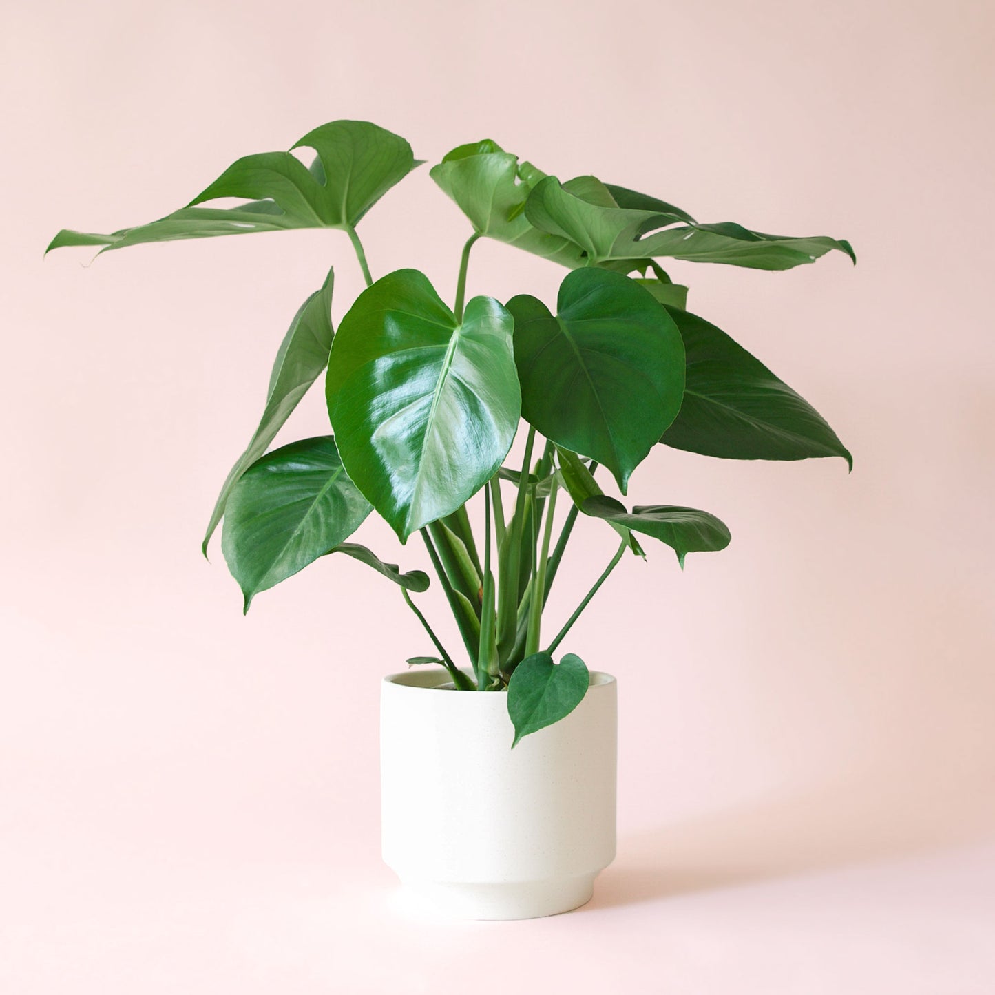 Monstera | Deliciosa