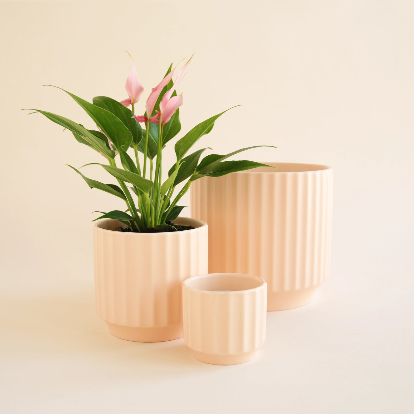 On a white background is three different sized ceramic pots with a fluted texture in a light pink shade. The medium pot is filled with an anthurium plant.