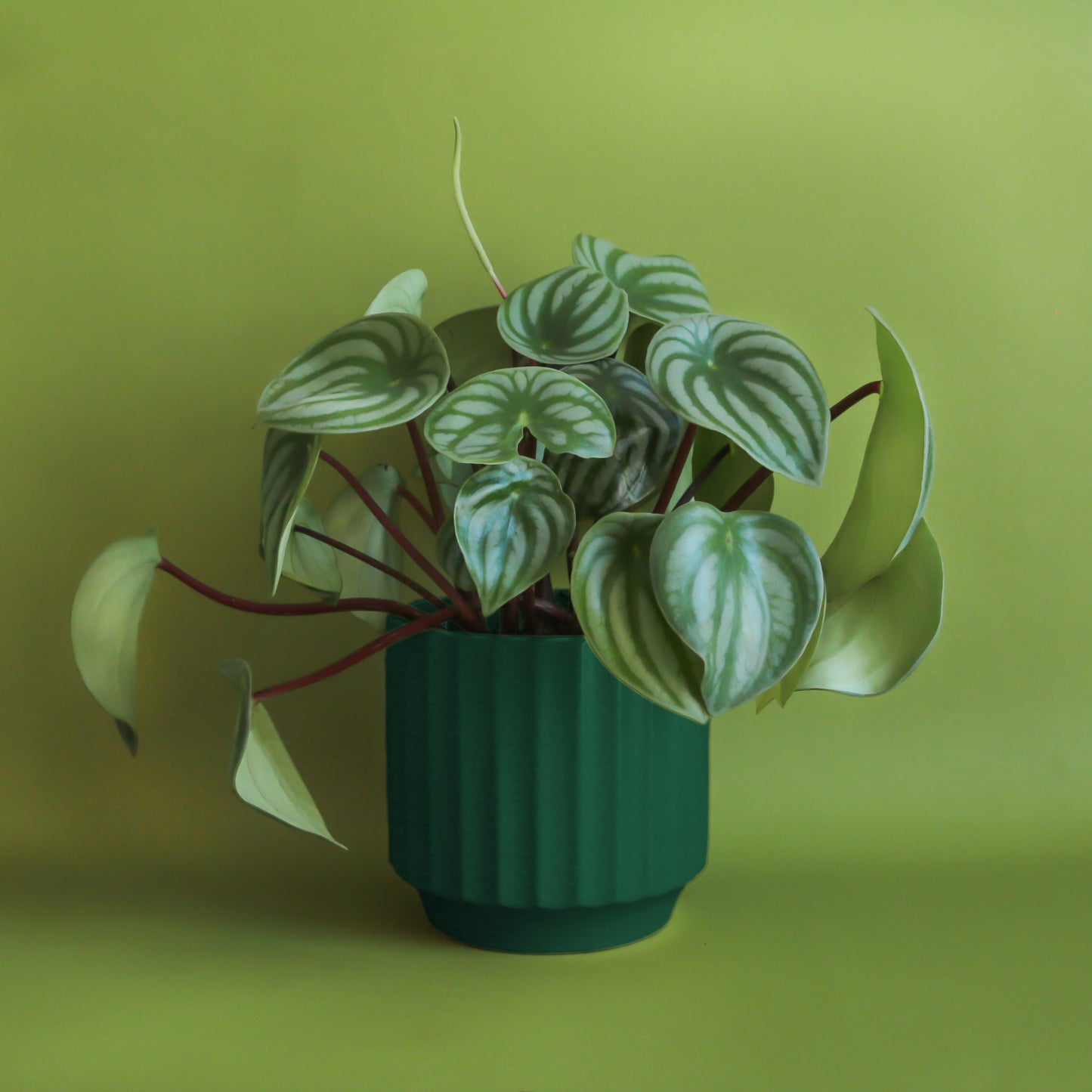 Monroe Planter | Rainforest