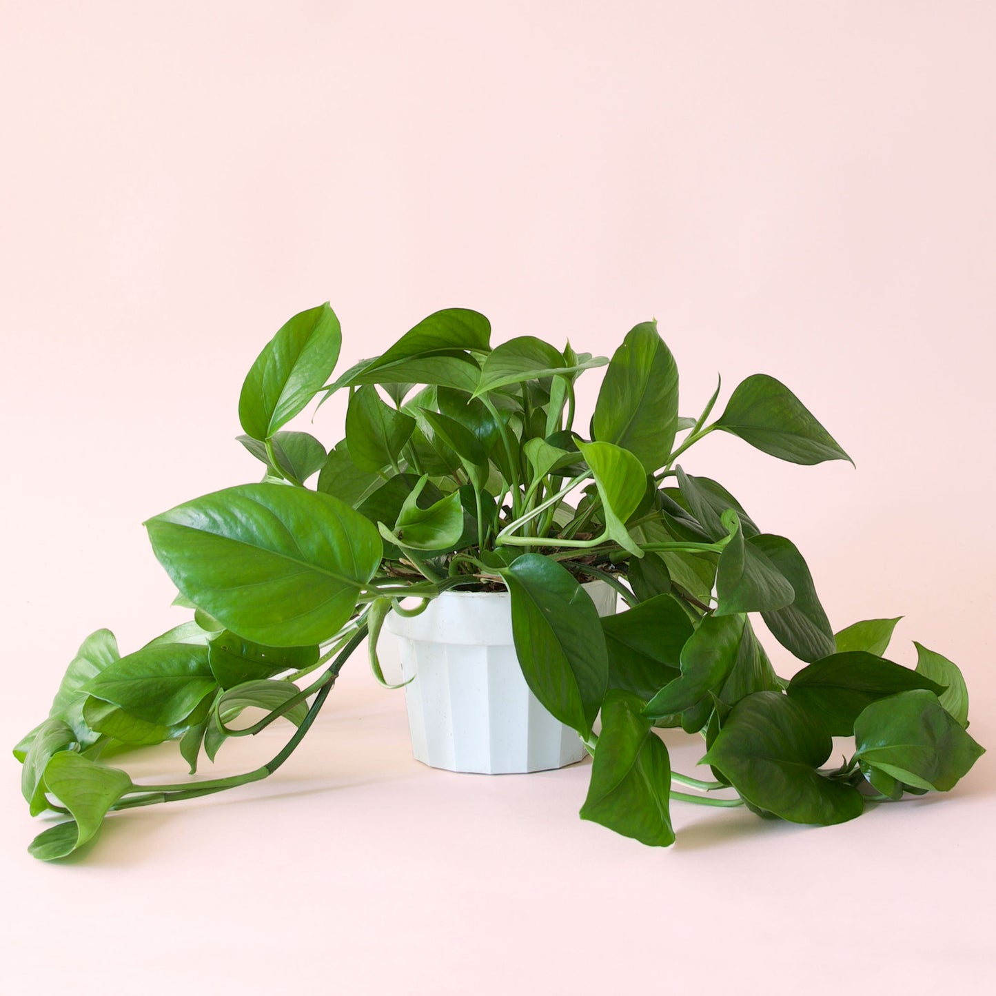 Pothos | Green