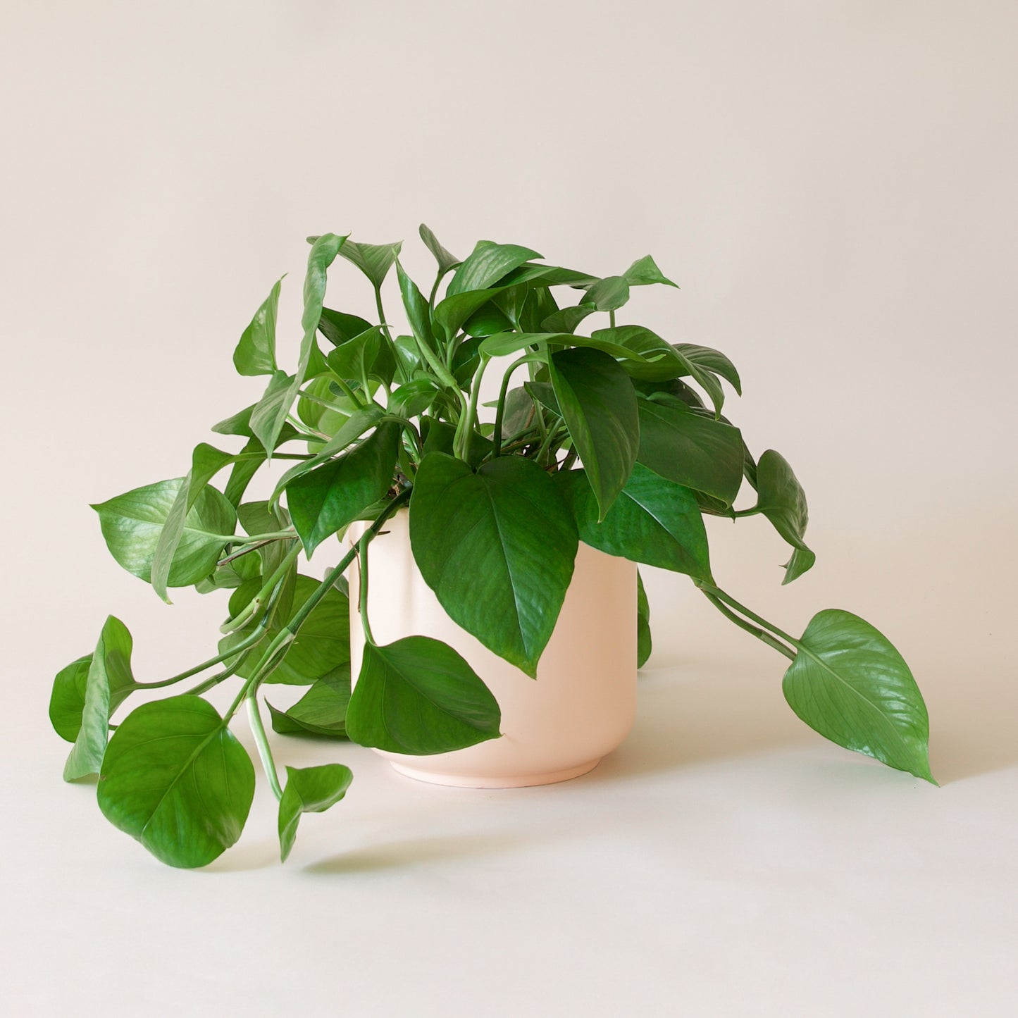 Pothos | Green