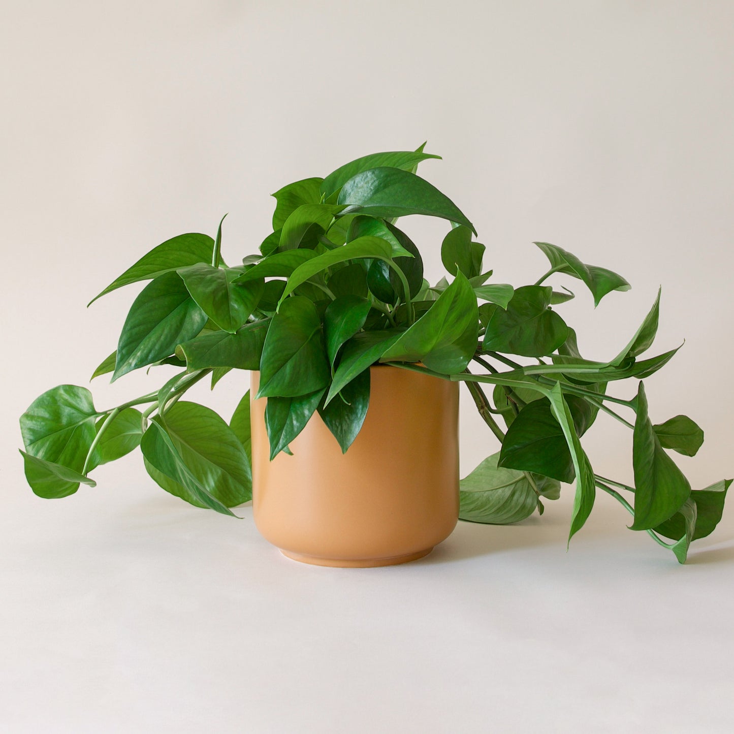 Pothos | Green