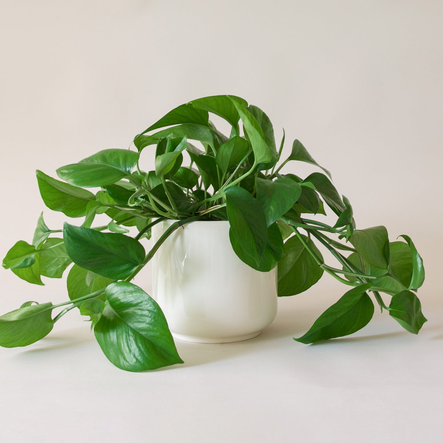 Pothos | Green