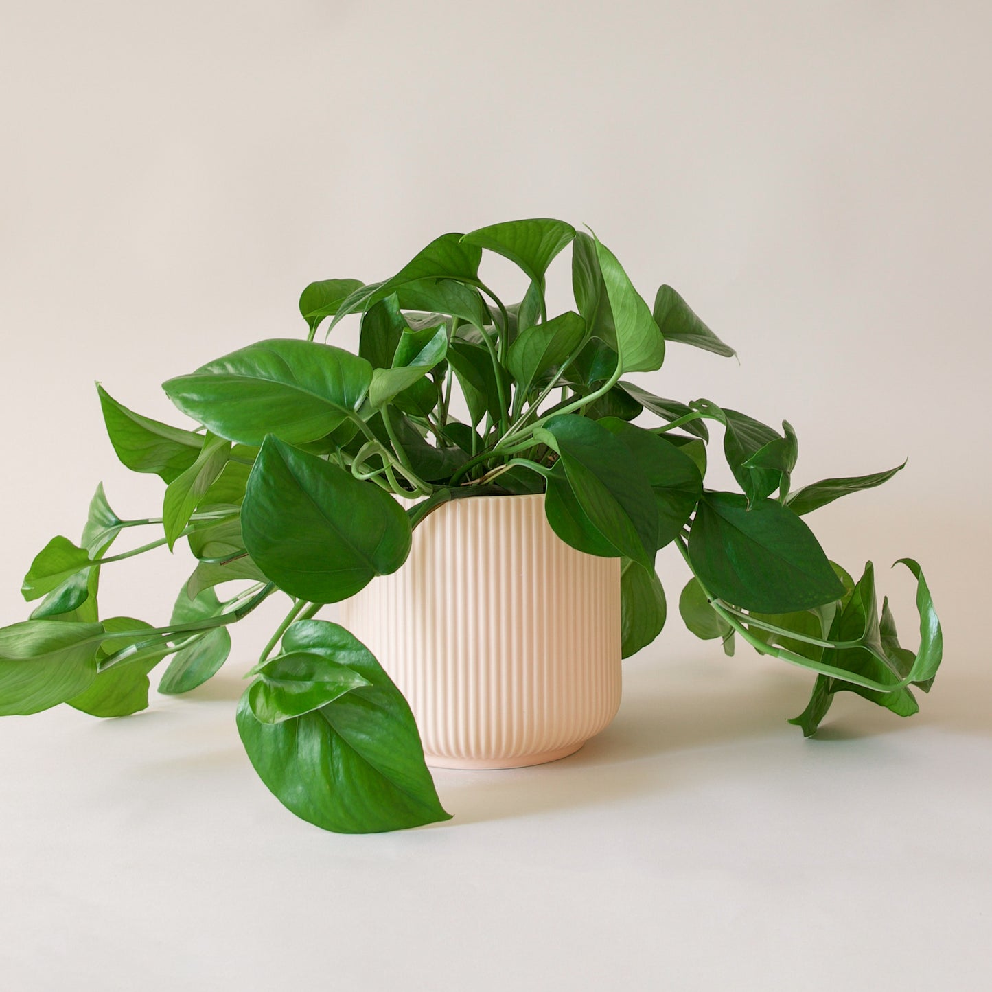 Pothos | Green