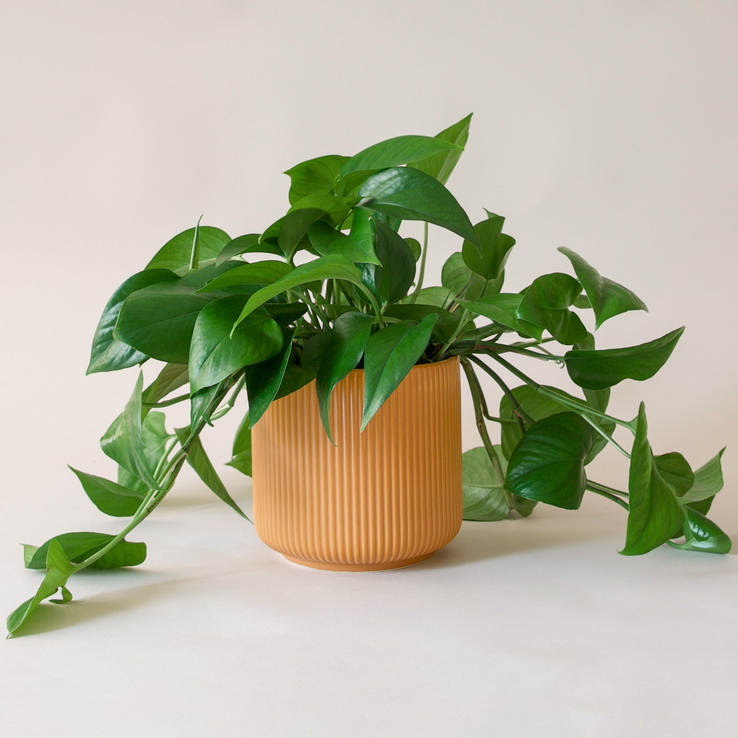 Pothos | Green