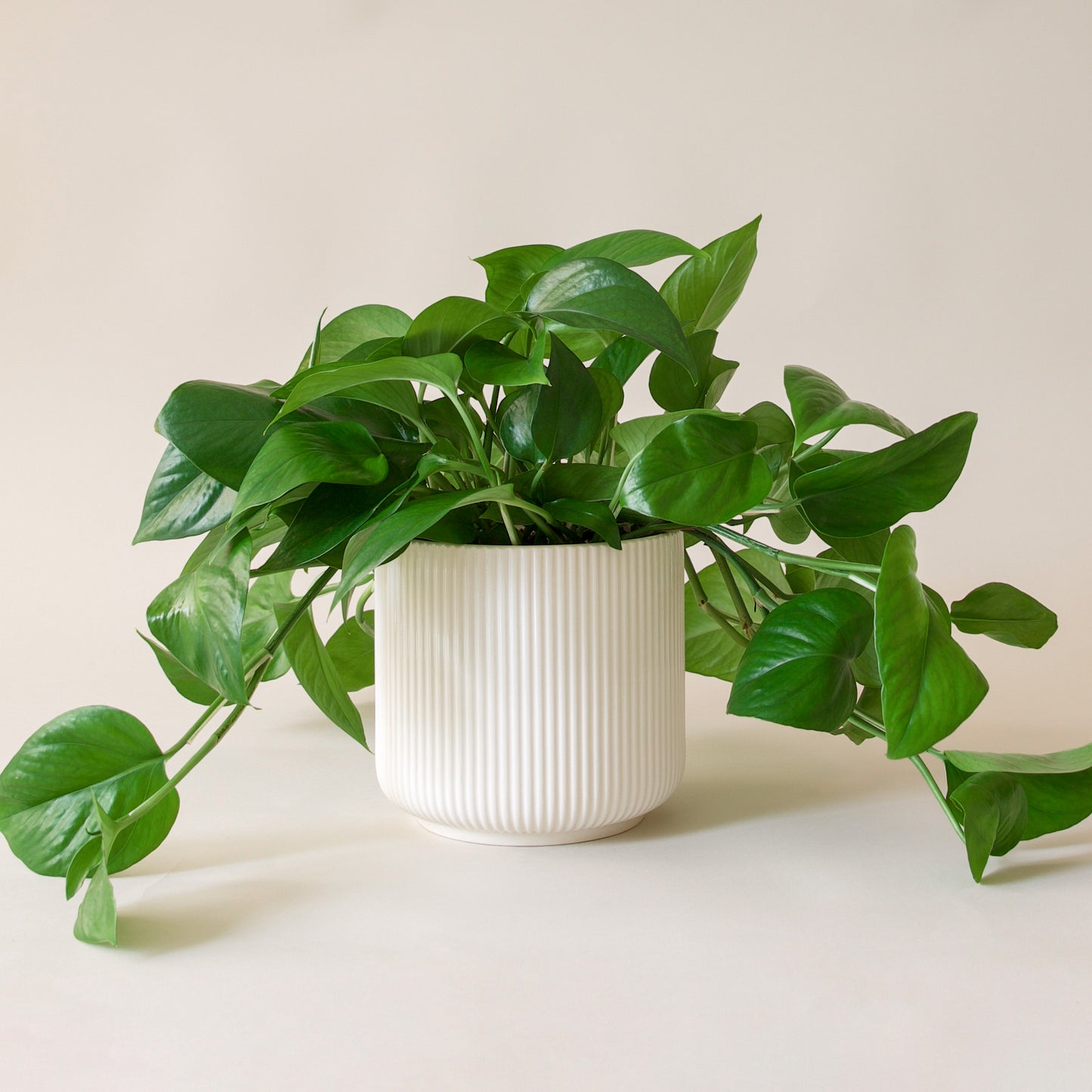 Pothos | Green