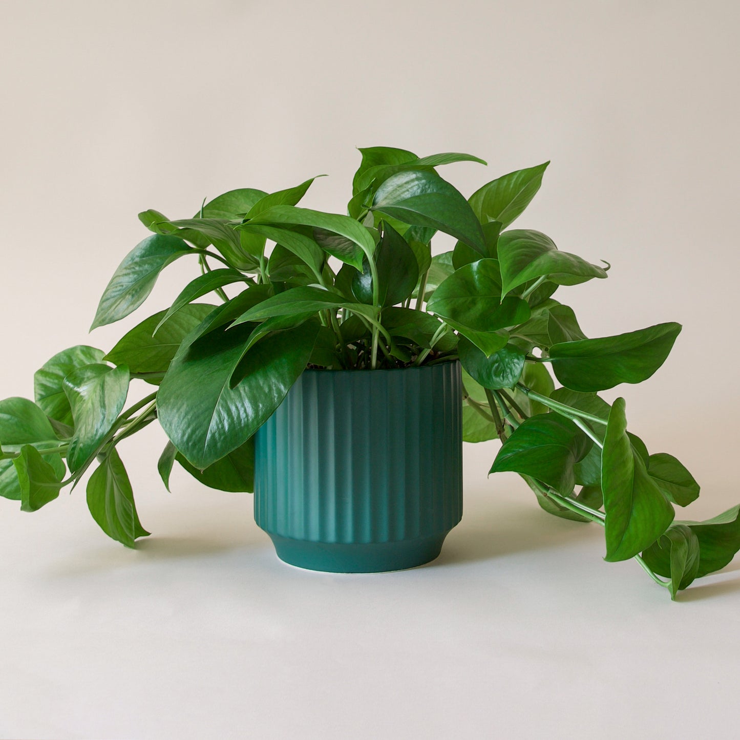 Pothos | Green