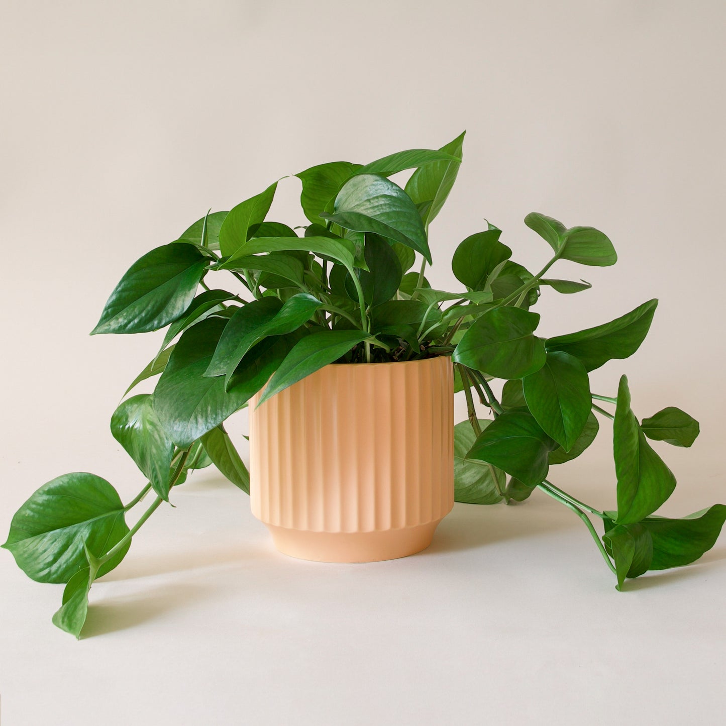 Pothos | Green