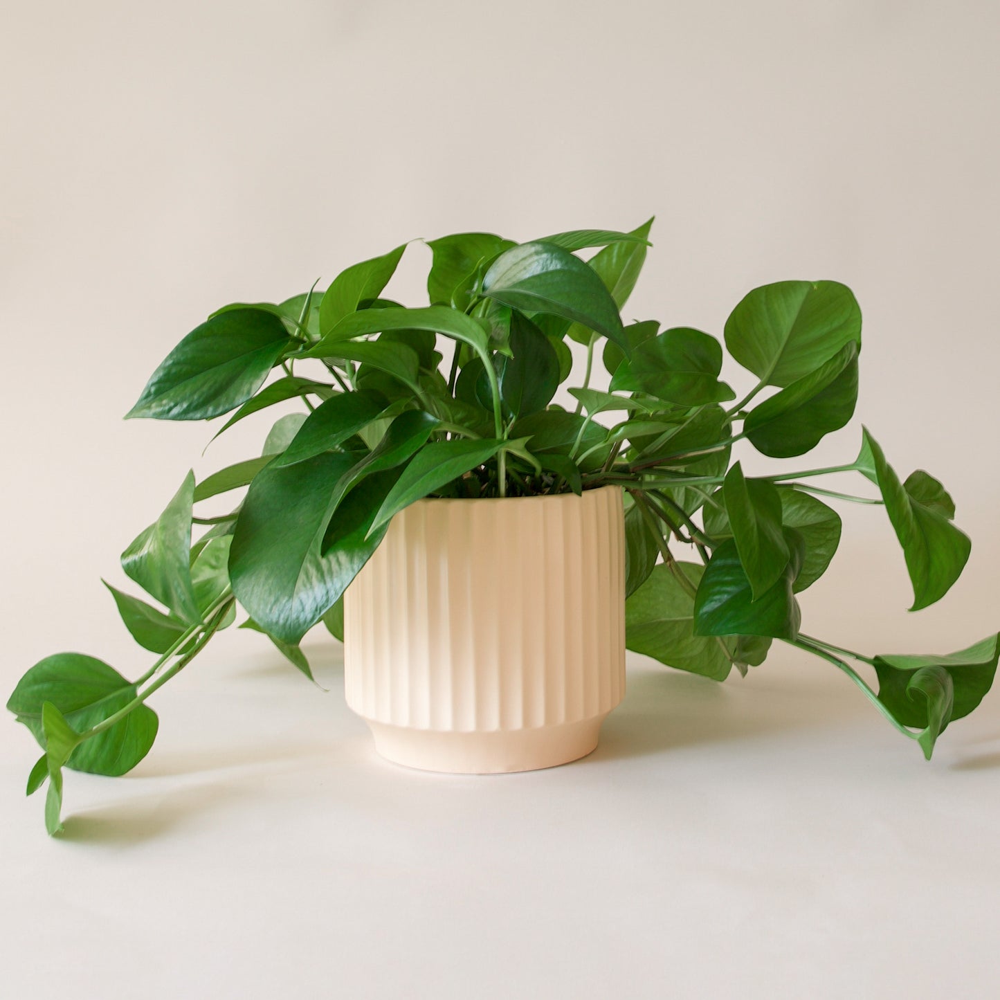 Pothos | Green