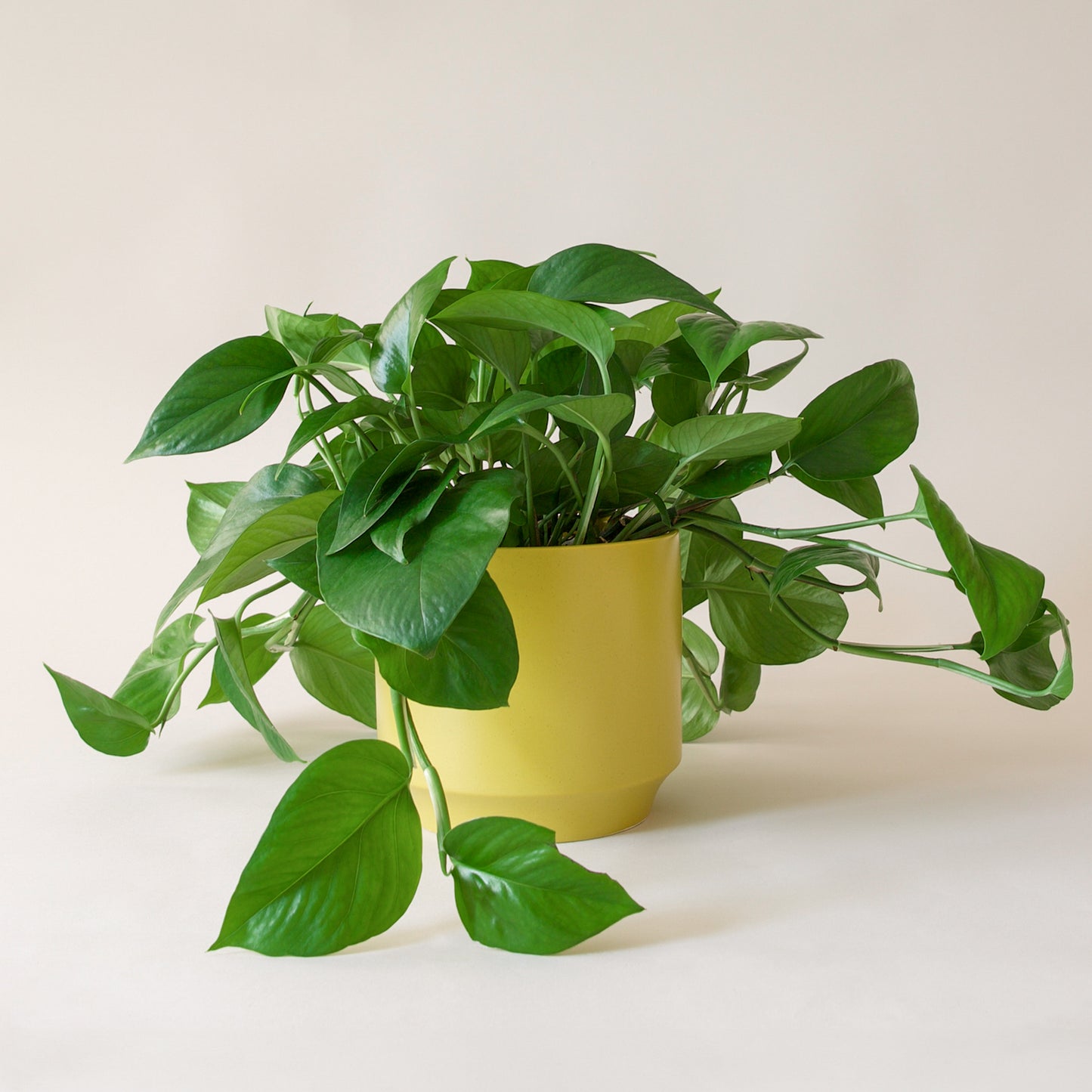 Pothos | Green