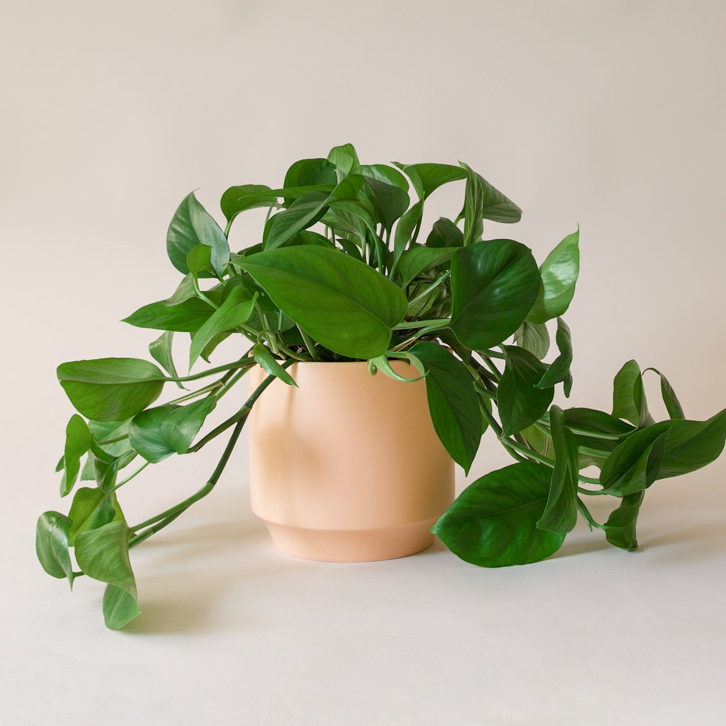 Pothos | Green